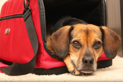 Holiday Travel Tips for Pet Parents for Both Car & Air Travel - Sleepypod Air carrier is let's you fly in cabin with pets