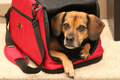 Win a Sleepypod Clickit Sport or Sleepypod Air! PLUS One for Your Favorite Animal Rescue or Charity! #sponsored