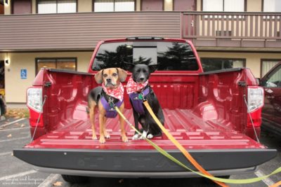 Holiday Travel Tips for Pet Parents for Both Car & Air Travel - Sleepypod Clickit Sport is Crash Tested