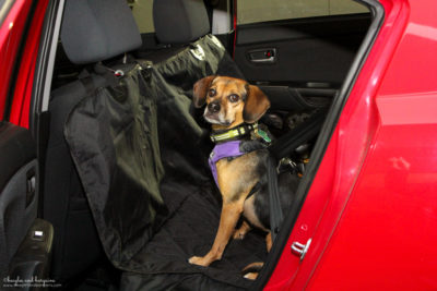 5 Reasons to Get a Car Seat Cover for Pets | Stocking Stuffer Giveaways | #sponsored by 4Knines