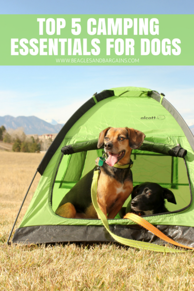 Top 5 Camping Essentials for Dogs