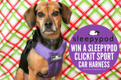 Why I Bring My Dogs Along on Holiday Travel | Stocking Stuffer Giveaways | Win a Sleepypod Clickit Sport Crash Tested Car Harness for Dogs #sponsored by Sleepypod
