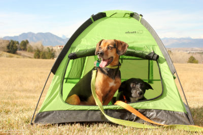 Top 5 Camping Essentials for Dogs - A Safe Place to Retreat - alcott Pup Tent