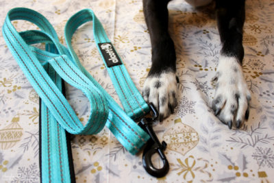 Top 5 Camping Essentials for Dogs - Quality Dog Leash & Collar - alcott