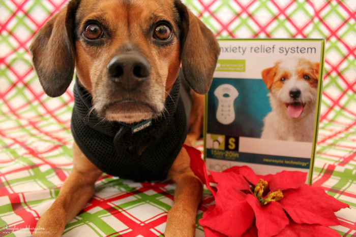 8 Causes for Holiday Anxiety in Dogs | Stocking Stuffer Giveaways | #sponsored by Petmate