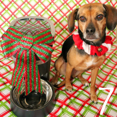 Benefits of an Automatic Pet Feeder | Stocking Stuffer Giveaways | Win a PetSafe Smart Feed Automatic Pet Feeder | #sponsored by PetSafe