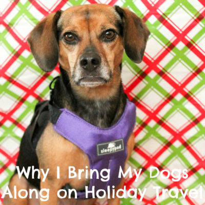 Why I Bring My Dogs Along on Holiday Travel #sponsored by Sleepypod