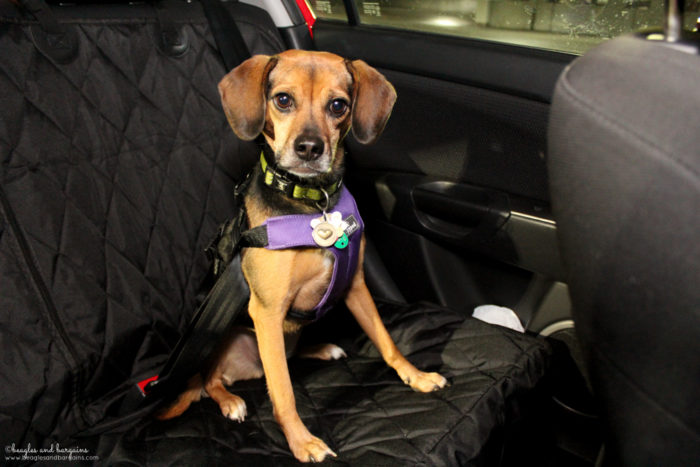 Why I Bring My Dogs Along on Holiday Travel #sponsored by Sleepypod
