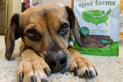 New Activities to Try with Your Dog in 2018 | Stocking Stuffer Giveaways | #sponsored by Spot Farms