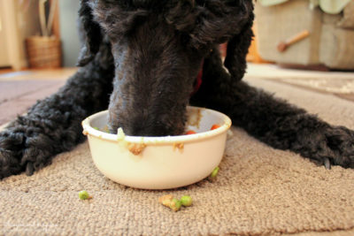 Shepherd's Pie Recipe for Dogs - Sponsored by Caru - Featuring Daily Dish Stews