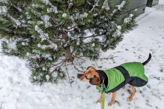 Tips to Keep Your Pets Warm & Safe This Winter {cold weather, snow, ice} - Sponsored by Sleepypod