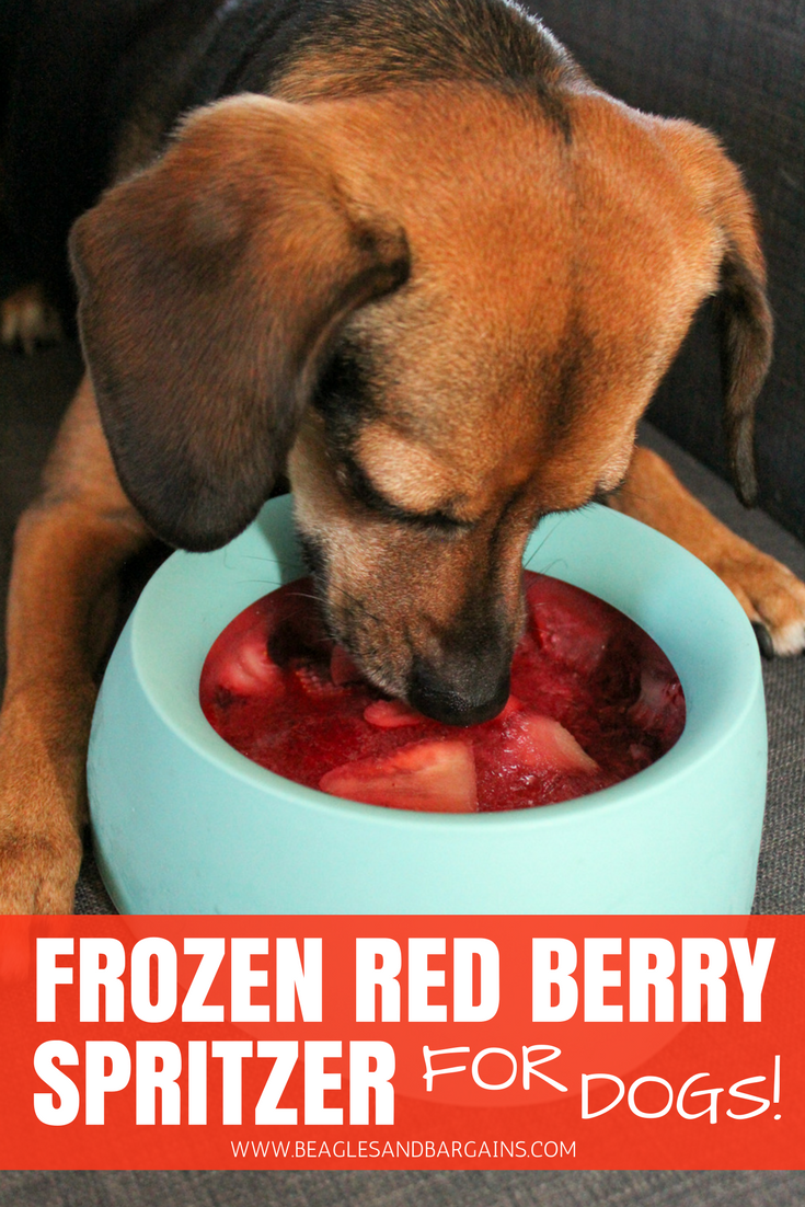 Frozen Red Berry Spritzer for Dogs Beagles & Bargains