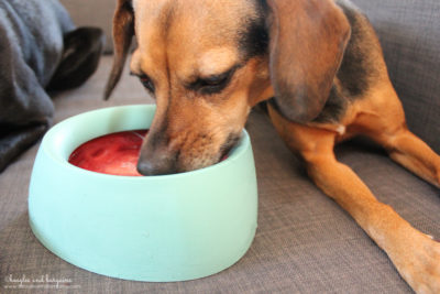 Frozen Red Berry Spritzer for Dogs {dog treat, sleepypod, summer, strawberry, raspberry, recipe} - #sponsored by Sleepypod