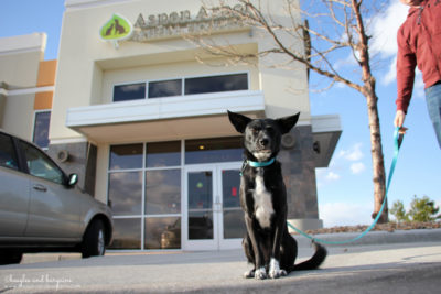 Why I Chose an AAHA Accredited Veterinary Hospital - Aspen Arbor Animal Hospital in Broomfield, CO {dogs, cats, vet office, health} #sponsored by AAHA