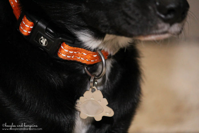 Why Should My Pet Wear ID Tags? | #sponsored by Sleepypod | {dog, cat, pet, lost dog, id tag}