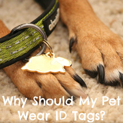 Why Should My Pet Wear ID Tags? | #sponsored by Sleepypod | {dog, cat, pet, lost dog, id tag}