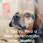 Moving? Use These Tips to Find Your Pet a New Veterinarian