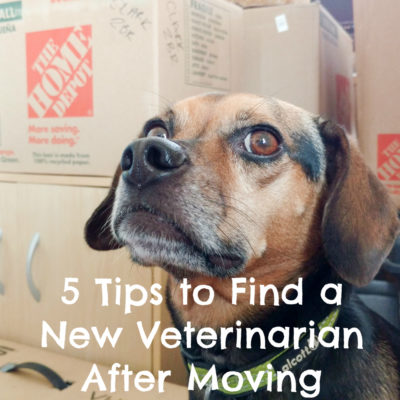 5 Tips to Find a New Veterinarian After Moving - #sponsored by AAHA - {pets, dogs, vet, health}