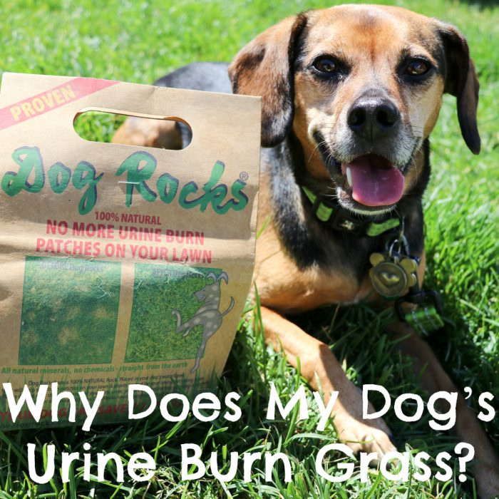 Why Does My Dog’s Urine Burn Grass? {And How Dog Rocks Can Help!}