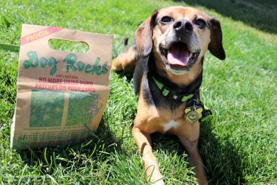 Why Does My Dog’s Urine Burn Grass? {And How Dog Rocks Can Help!}