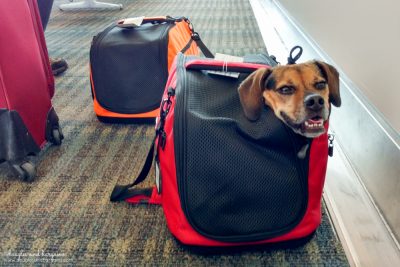 The Ultimate Packing List for Flying With Your Dog {For Beginners} | #sponsored by Sleepypod | Dogs, Airplane, Pet Friendly, What to Bring | Sleepypod Air