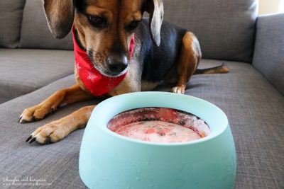 Refreshing Patriotic Frozen Dog Treats - Easy DIY Recipe {dog treat, Sleepypod, summer, strawberry, blueberry, coconut, pupsicle, popsicle, recipe} - #sponsored by Sleepypod