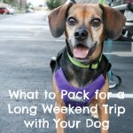 What to Pack for a Long Weekend Trip with Your Dog + PRINTABLE