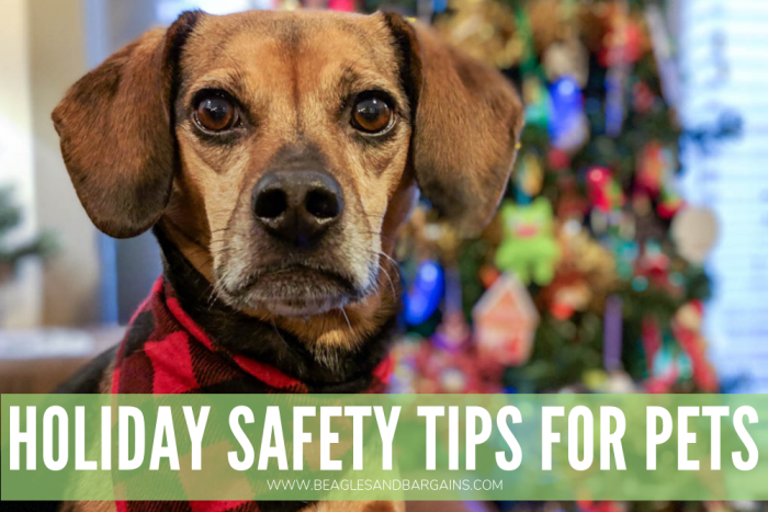 Holiday Safety Tips for Pets | Foods to Avoid | Holiday Tips | Christmas Dog | Dog Mom | Poisonous Plants | #sponsored by Sleepypod