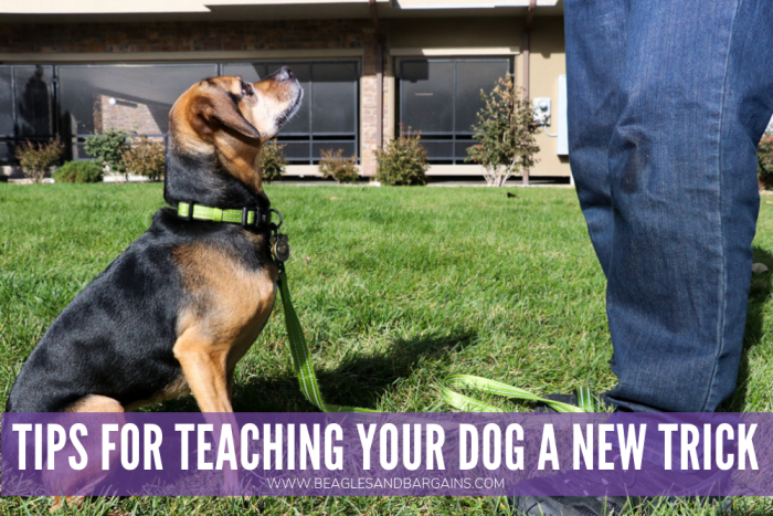 6 Tips for Teaching Your Dog a New Trick | Stocking Stuffer Giveaways | Win a Full Moon Dog Treat Prize Pack | #sponsored by Full Moon