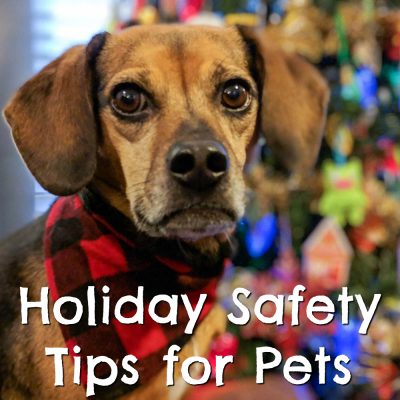 Holiday Safety Tips for Pets | Foods to Avoid | Holiday Tips | Christmas Dog | Dog Mom | Poisonous Plants | #sponsored by Sleepypod