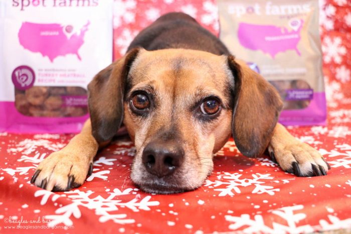 Holiday Foods Dogs Can and Can’t Eat | Stocking Stuffer Giveaways | Win a Spot Farms Dog Treat Prize Pack | #sponsored by Spot Farms