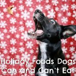 Holiday Foods Dogs Can and Can’t Eat {Stocking Stuffer Giveaway – Day #6}