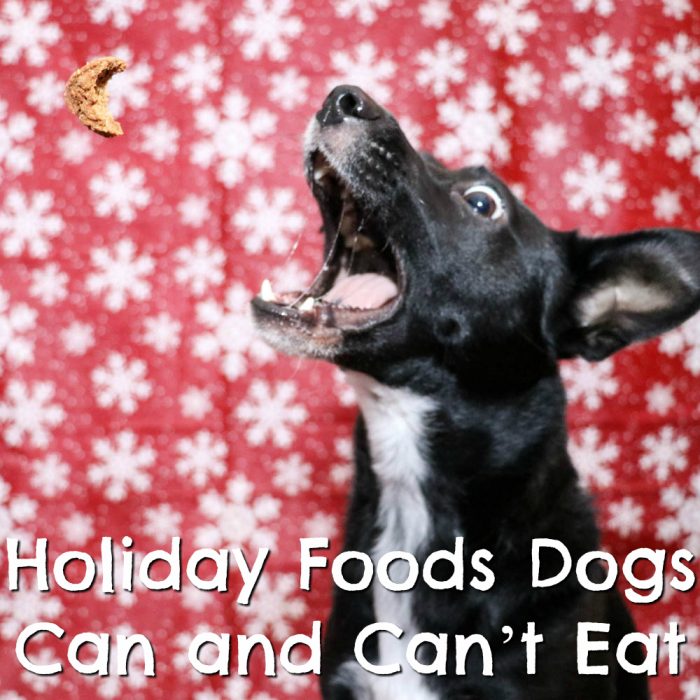 Holiday Foods Dogs Can and Can’t Eat | Stocking Stuffer Giveaways | Win a Spot Farms Dog Treat Prize Pack | #sponsored by Spot Farms